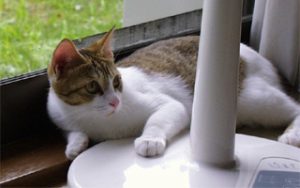 classcat_cat