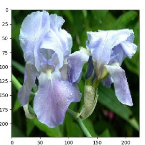 ae_oxf17f_sample.50.05