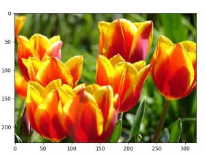 incept3_features_tulip00.sample
