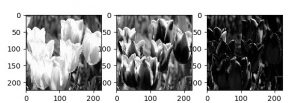 incept3_features_tulip00.sample2
